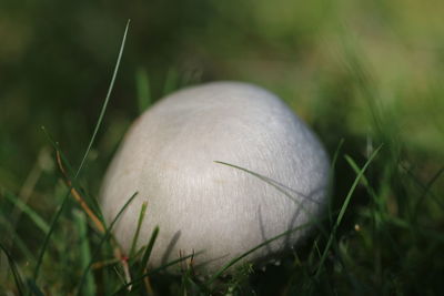 Close-up of mushroom growing on field