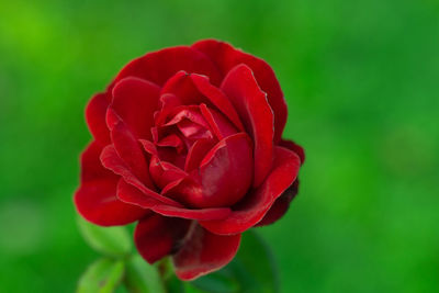 Close-up of red rose