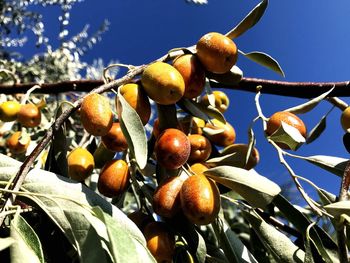 Low angle view of fruits growing on plant
