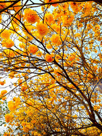 Close-up high section of flower tree against sky