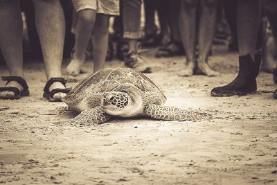 Low section of people outdoors next to sea turtle