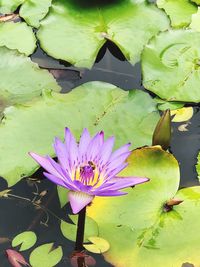 High angle view of lotus water lily