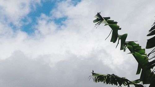 Low angle view of plants against sky