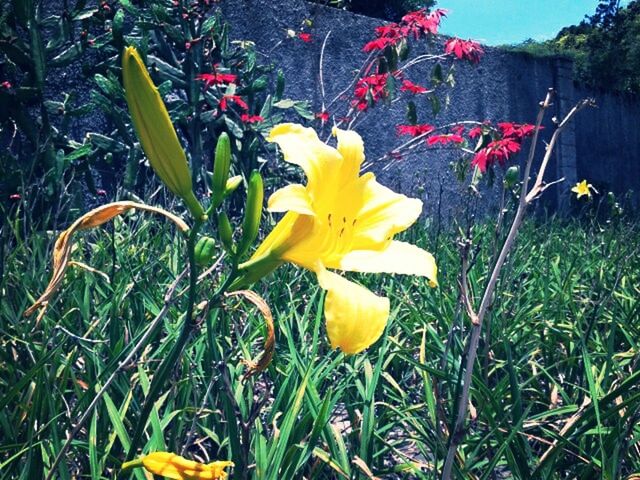 flower, freshness, growth, petal, fragility, yellow, plant, flower head, blooming, field, beauty in nature, nature, grass, stem, in bloom, close-up, focus on foreground, green color, leaf, no people