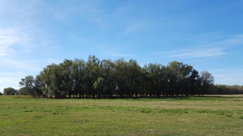 Trees on field against sky