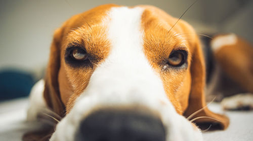 Close-up portrait of a dog