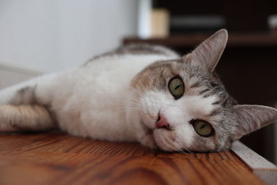 Close-up of cat resting on floor