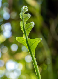 Close-up of fresh green leaves