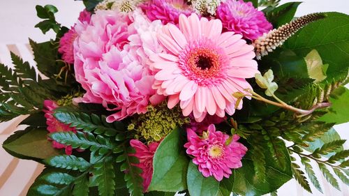 Close-up of pink flowers