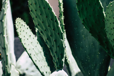 Close-up of prickly pear cactus