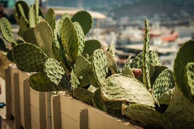 Close-up of plant