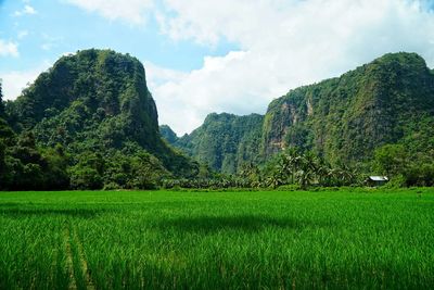 Scenic view of agricultural field against sky