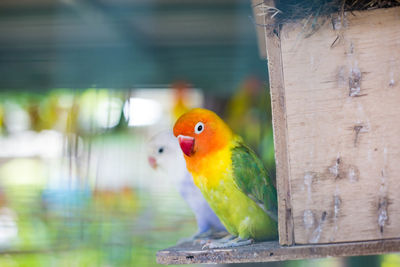 Miniature birds in the zoo