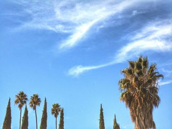 Low angle view of palm trees against blue sky