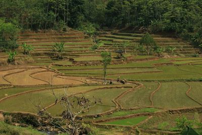 Scenic view of agricultural field