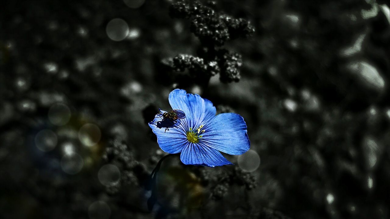 flower, fragility, petal, flower head, freshness, close-up, purple, blue, beauty in nature, nature, growth, focus on foreground, single flower, selective focus, in bloom, bloom, springtime, botany, day, blossom, no people, vibrant color, blue colored