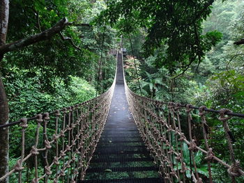 Footbridge amidst trees in forest