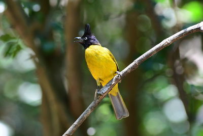 bird