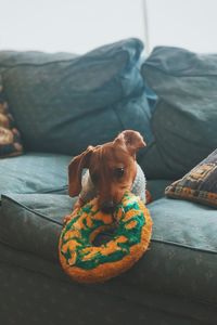 Portrait of puppy sitting on sofa