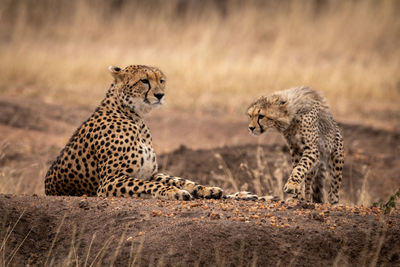 Cheetahs on field in forest