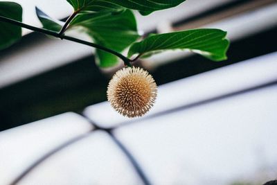 Close-up of white flowering plant