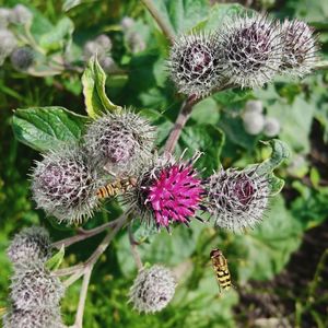 Close-up of thistle flowers