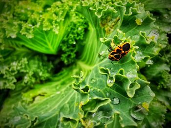 High angle view of insect on leaf