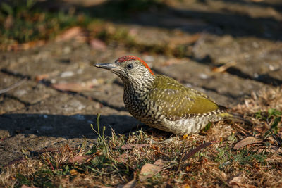 Close-up of a bird perching on a land