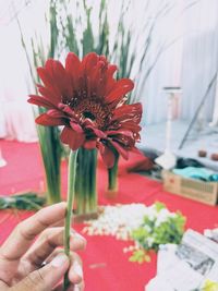 Cropped hand holding red flower