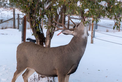 Buck mule deer eating crabapples from a tree after an early winter snow in wyoming.