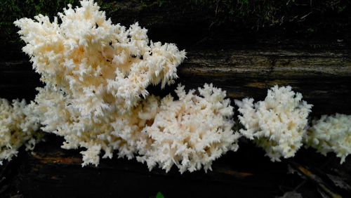 Close-up of white flowers