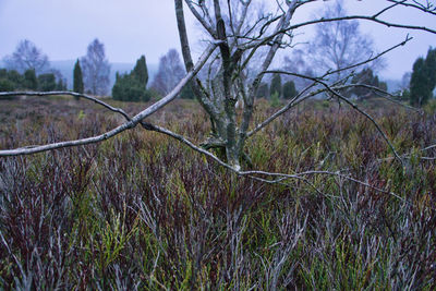 Plants growing on land