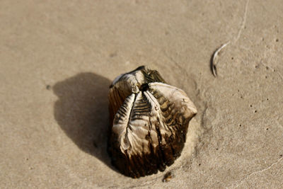 High angle view of shell on sand