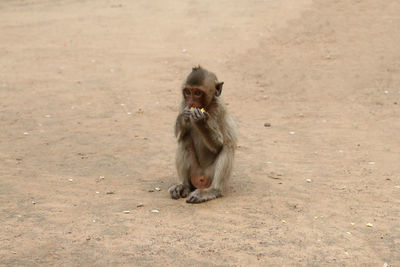 Baby monkey eating corn at lop buri, thailand.