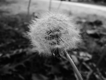 Close-up of dandelion flower