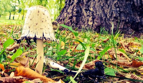 Close-up of mushroom growing on field