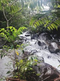 Plants growing by rocks in forest