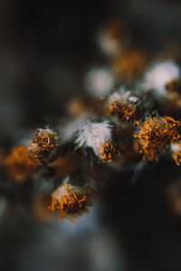 Close-up of wilted flower plant