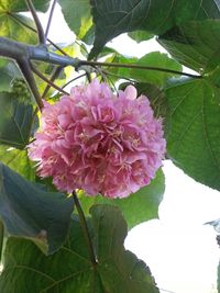 Close-up of pink flower