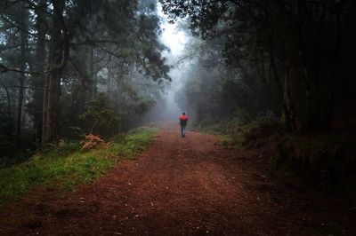 People walking on road in forest