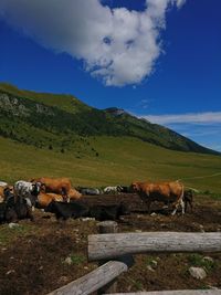 Cows on field by mountain against sky