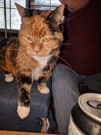 Portrait of cat sitting on floor