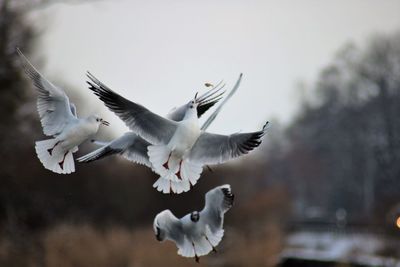 Seagulls flying