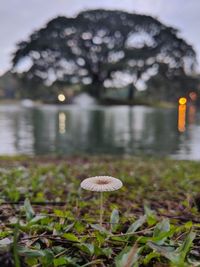 Close-up of mushrooms growing on land by lake