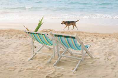 Dog walking by deck chairs on shore at beach