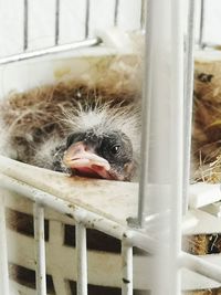 Close-up of bird in cage