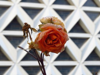 Close-up of orange wilted rose