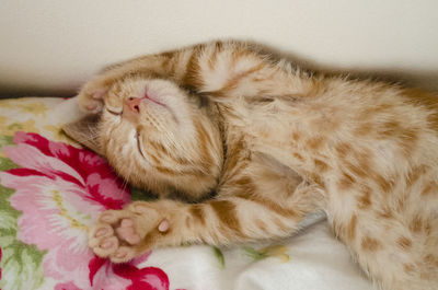 Close-up of kitten sleeping on bed at home