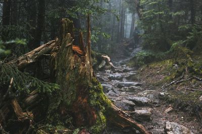 Moss growing on tree trunk in forest