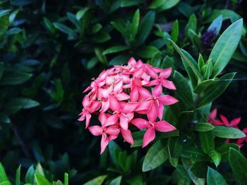 Close-up of pink flowers blooming outdoors